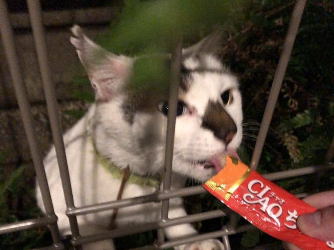 目撃された猫 目撃された猫