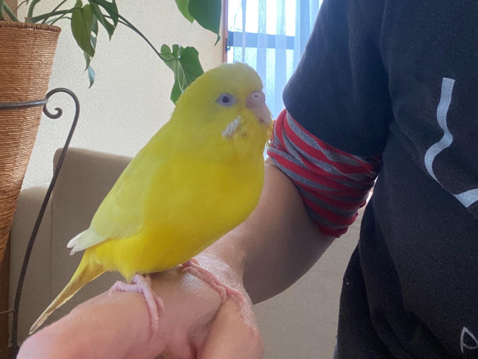 ココちゃん ココちゃん