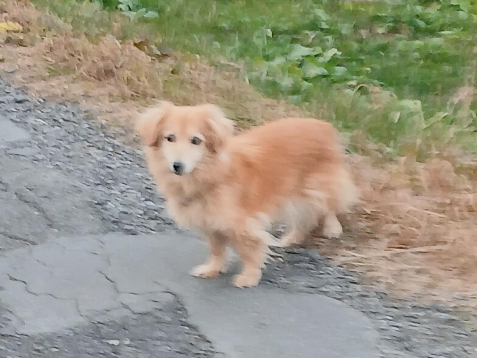 目撃された犬 目撃された犬