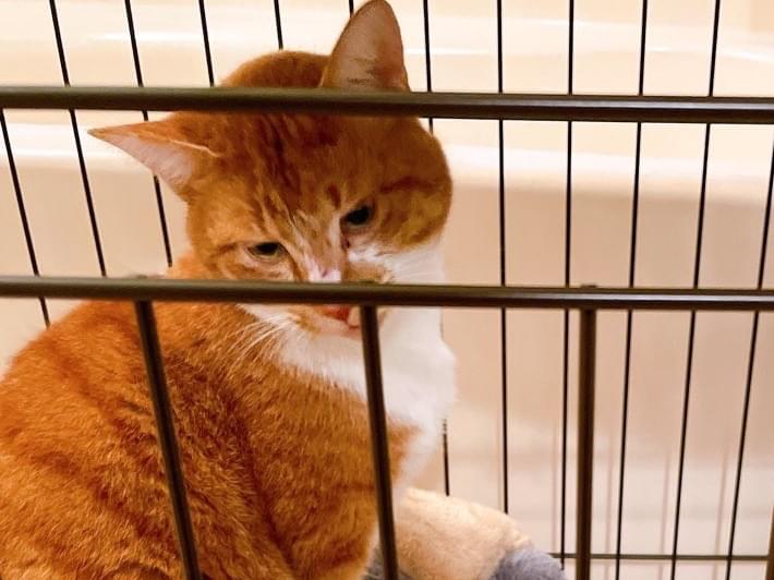 保護された猫 保護された猫