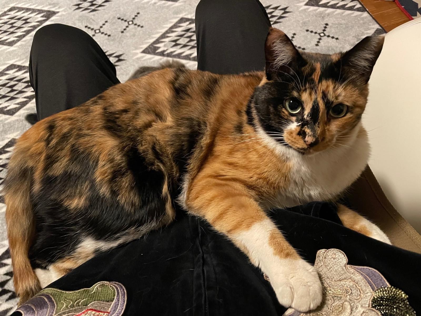 ハナちゃん ハナちゃん