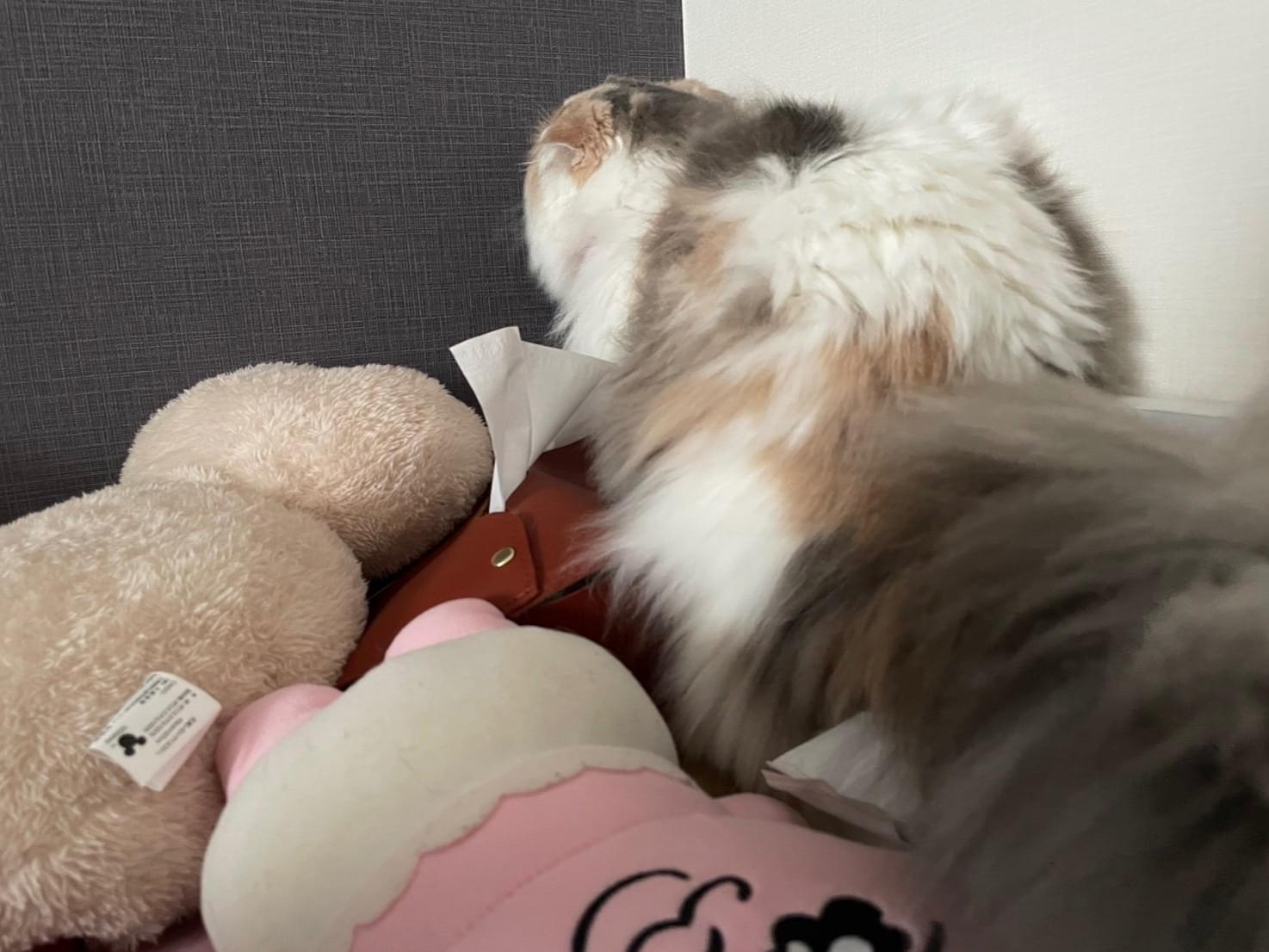 ラテちゃん ラテちゃん