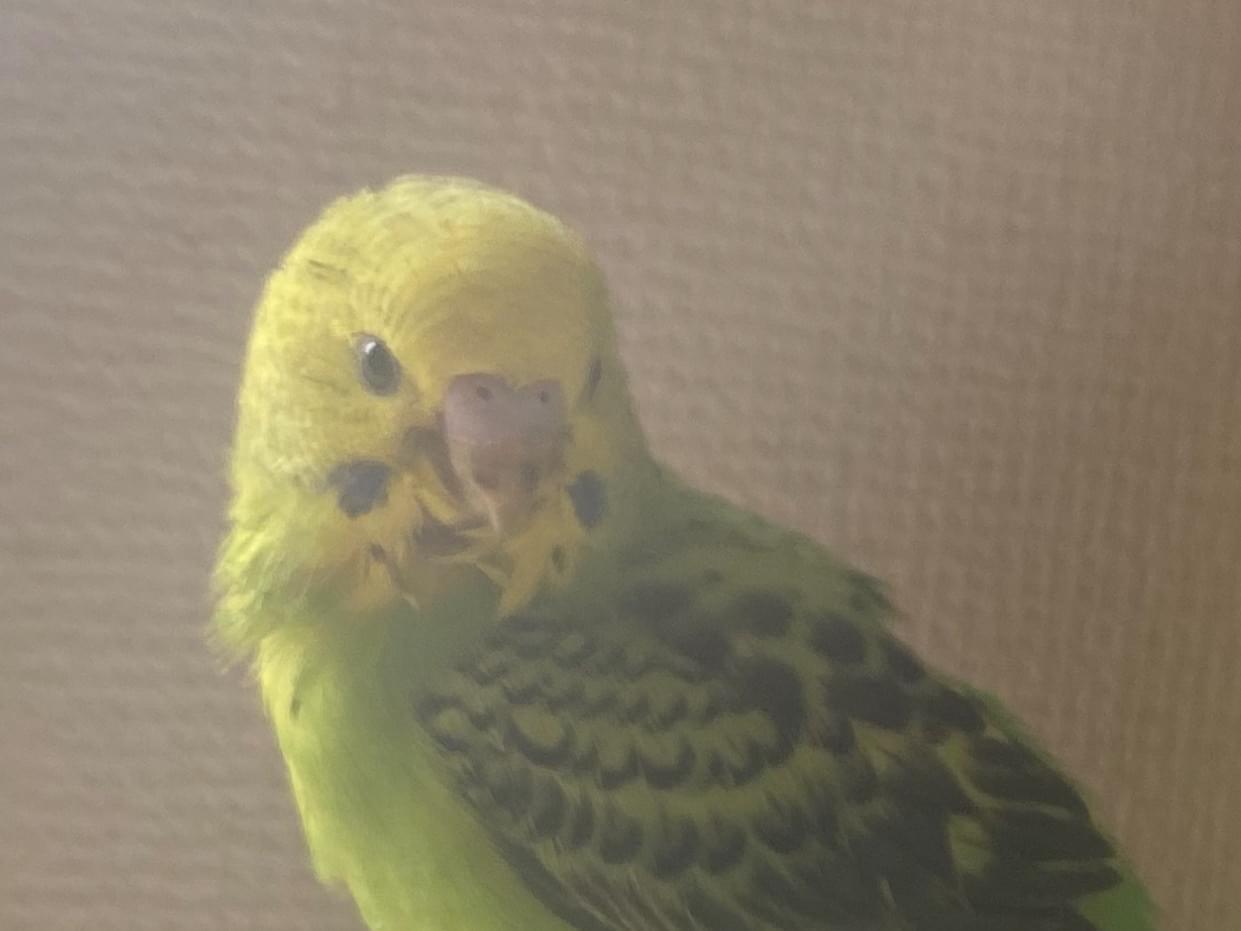 ルリちゃん ルリちゃん