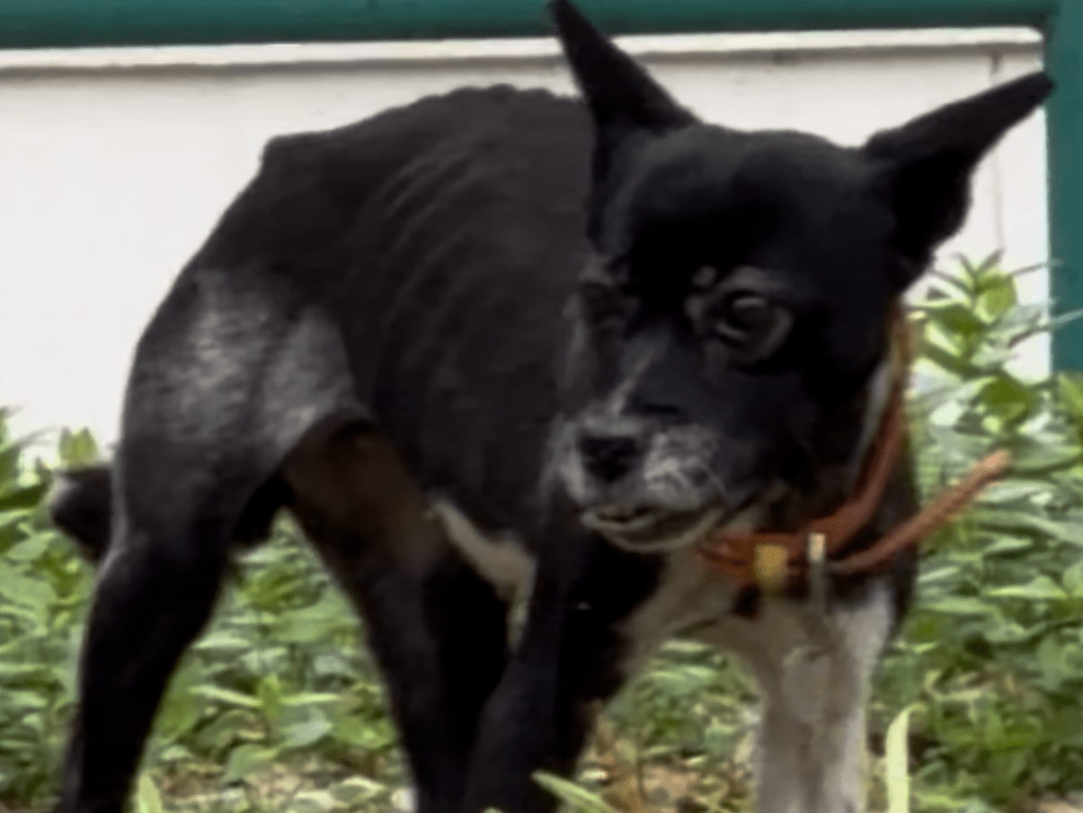 目撃された犬 目撃された犬