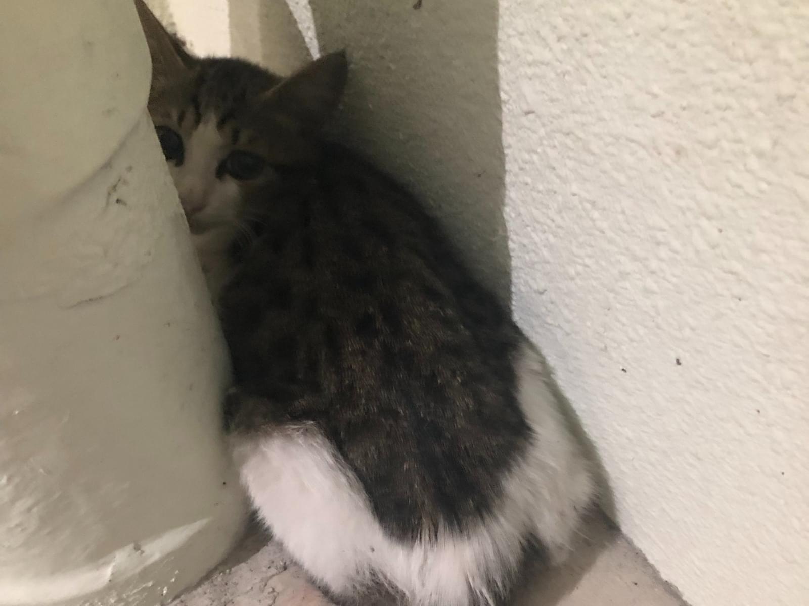 保護された猫 保護された猫