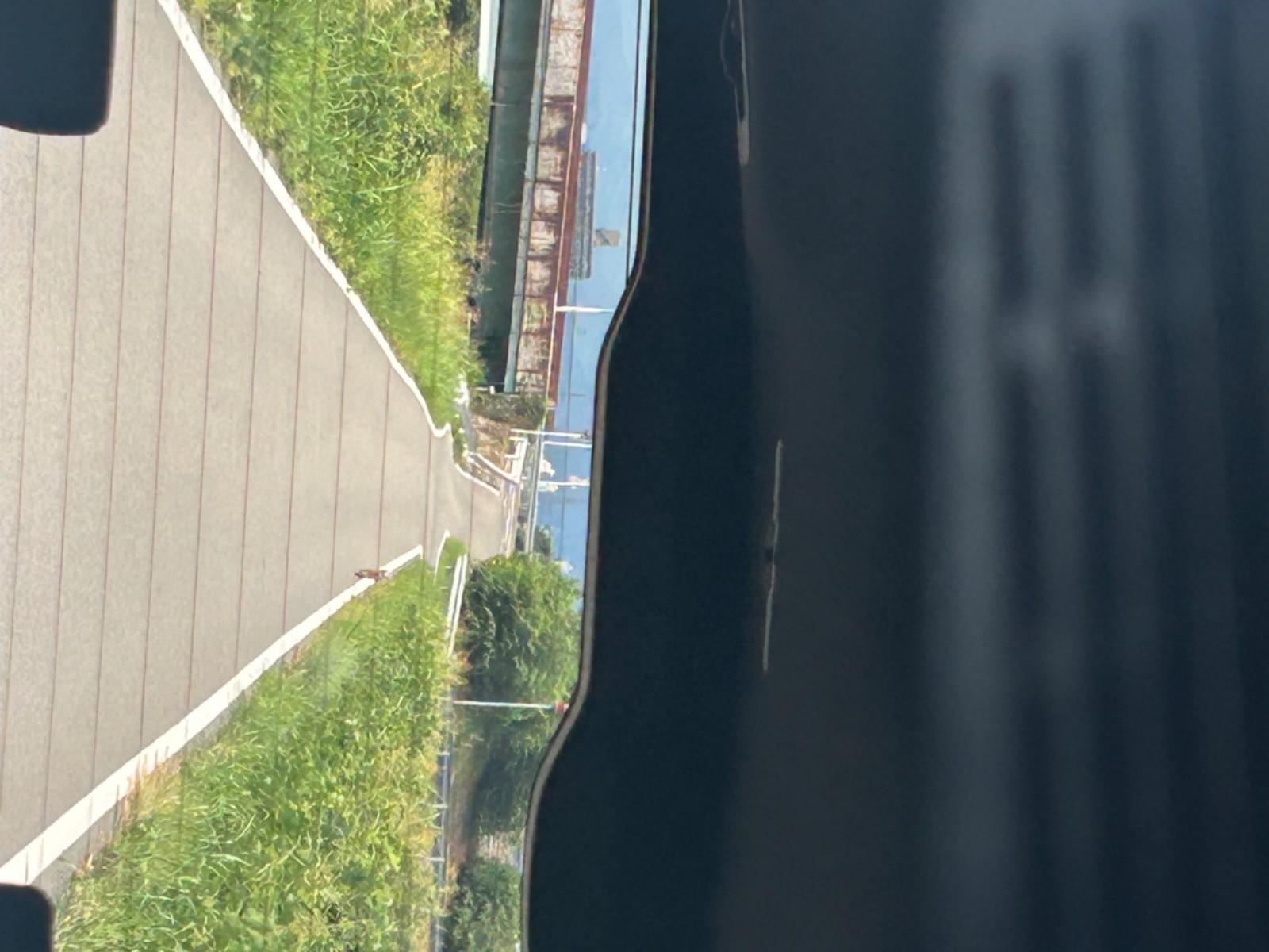 目撃された犬 目撃された犬