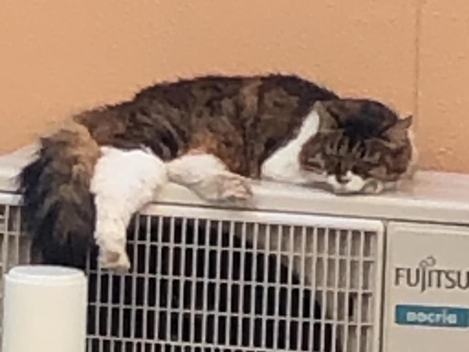 目撃された猫 目撃された猫