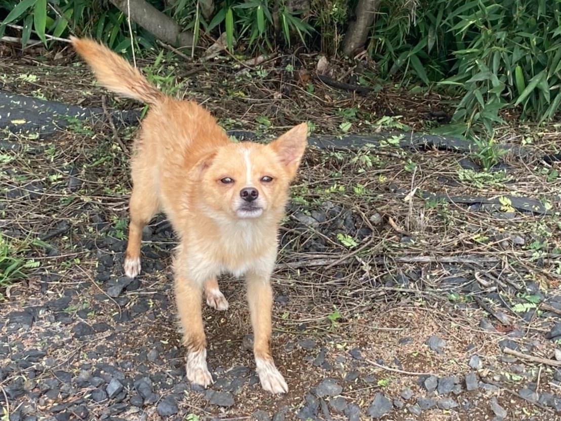 目撃された犬 目撃された犬