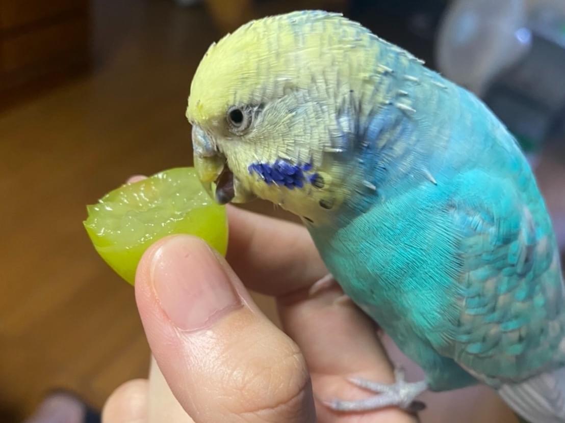 ソラちゃん ソラちゃん