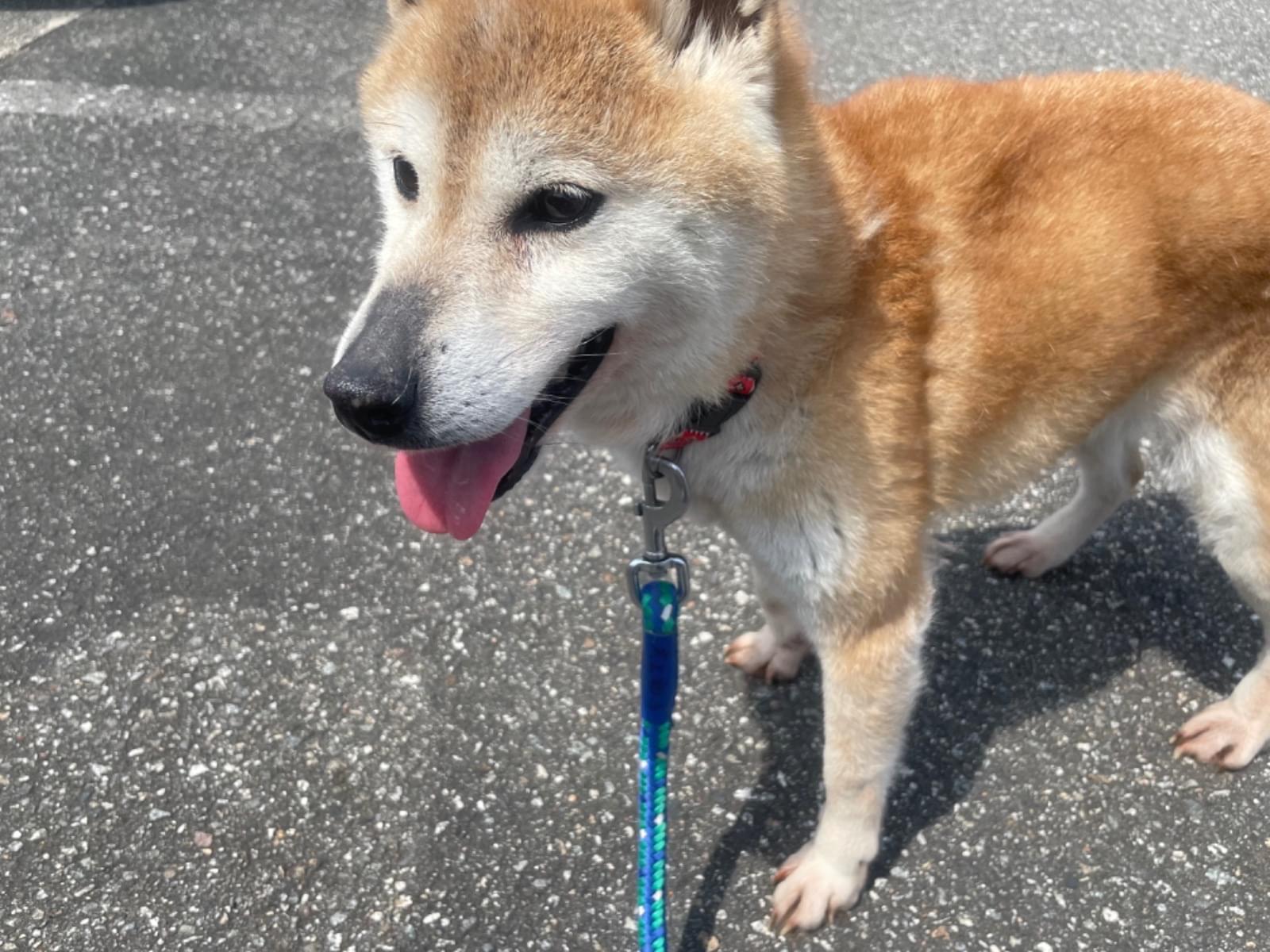 保護された犬 保護された犬