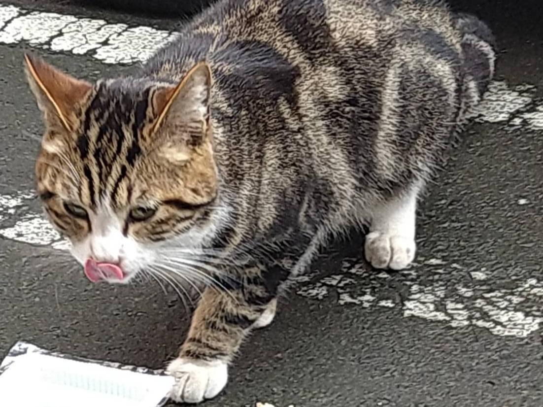 目撃された猫 目撃された猫