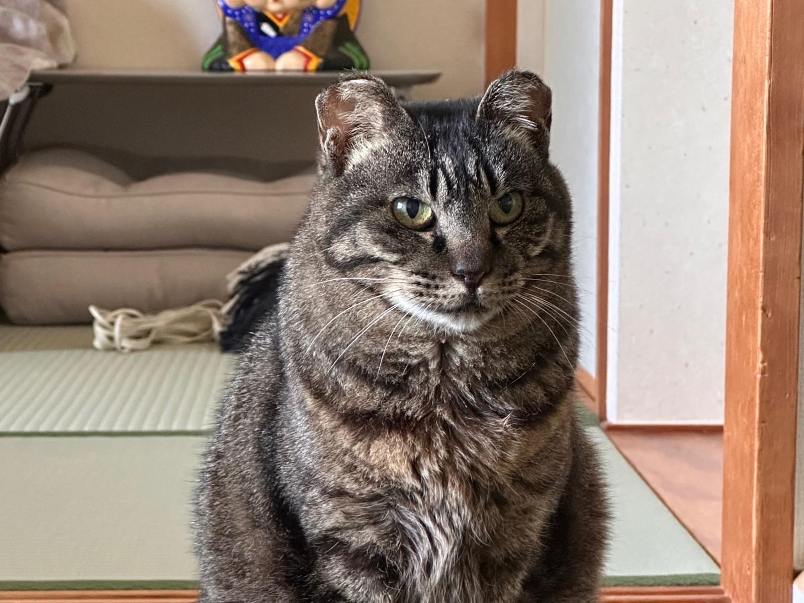 ねこちゃん ねこちゃん