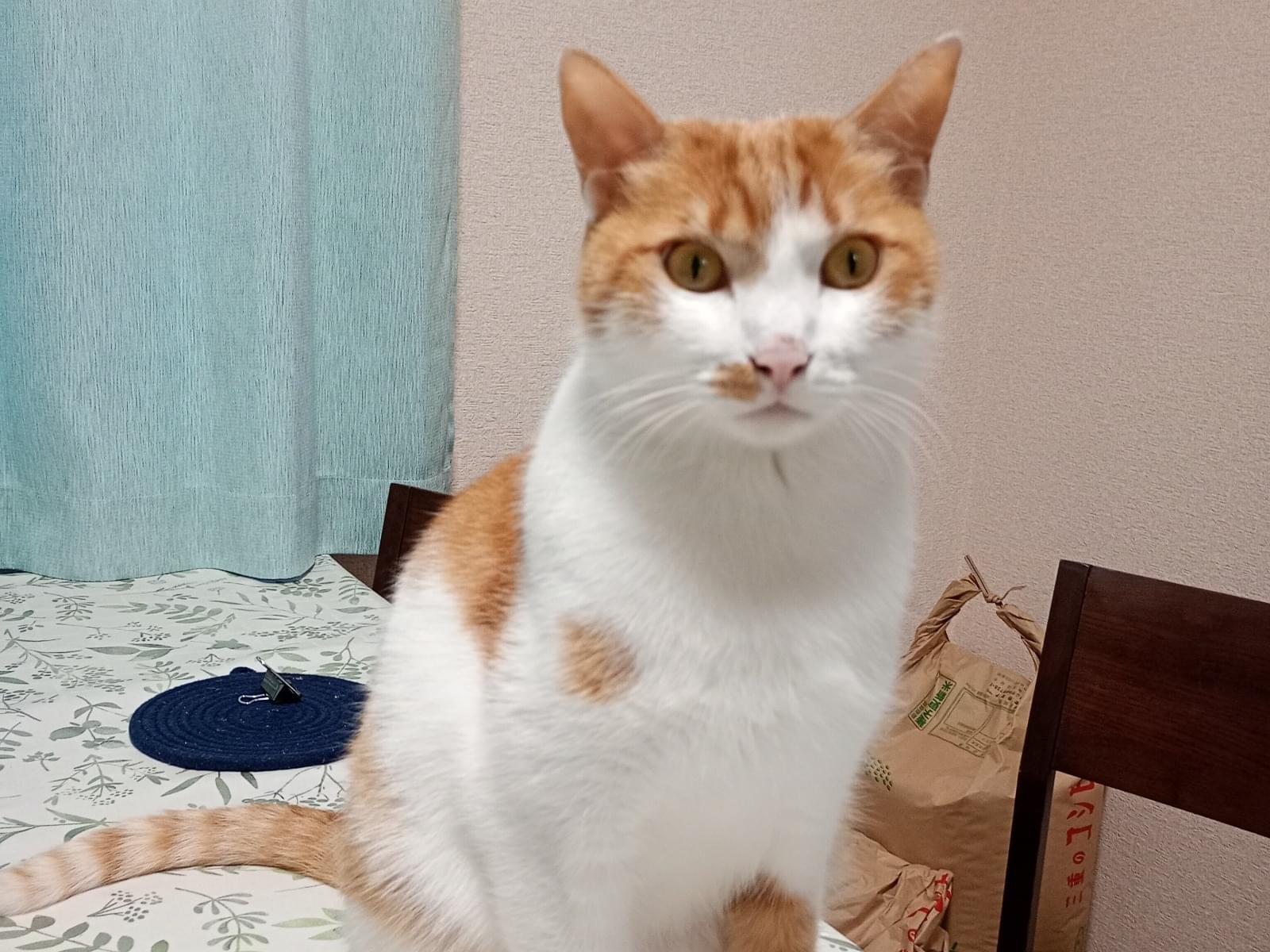 スキータちゃん