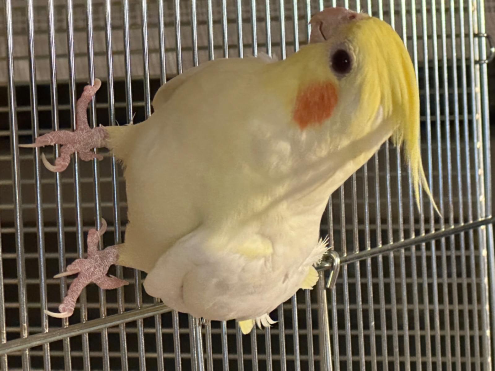 こむぎちゃん こむぎちゃん
