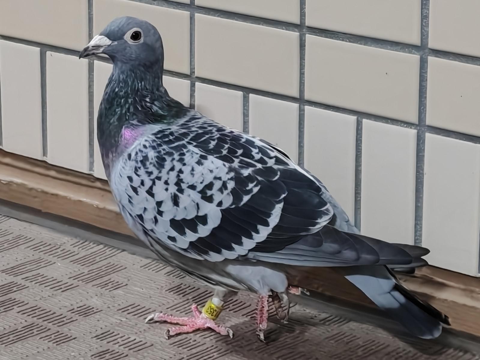 目撃された鳥