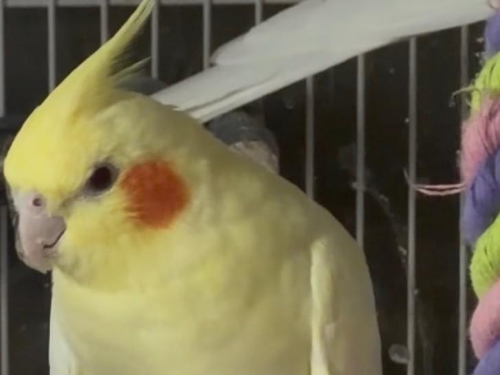 ルキちゃん