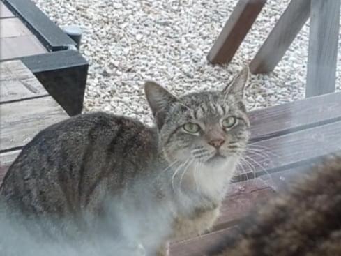 目撃された猫 目撃された猫