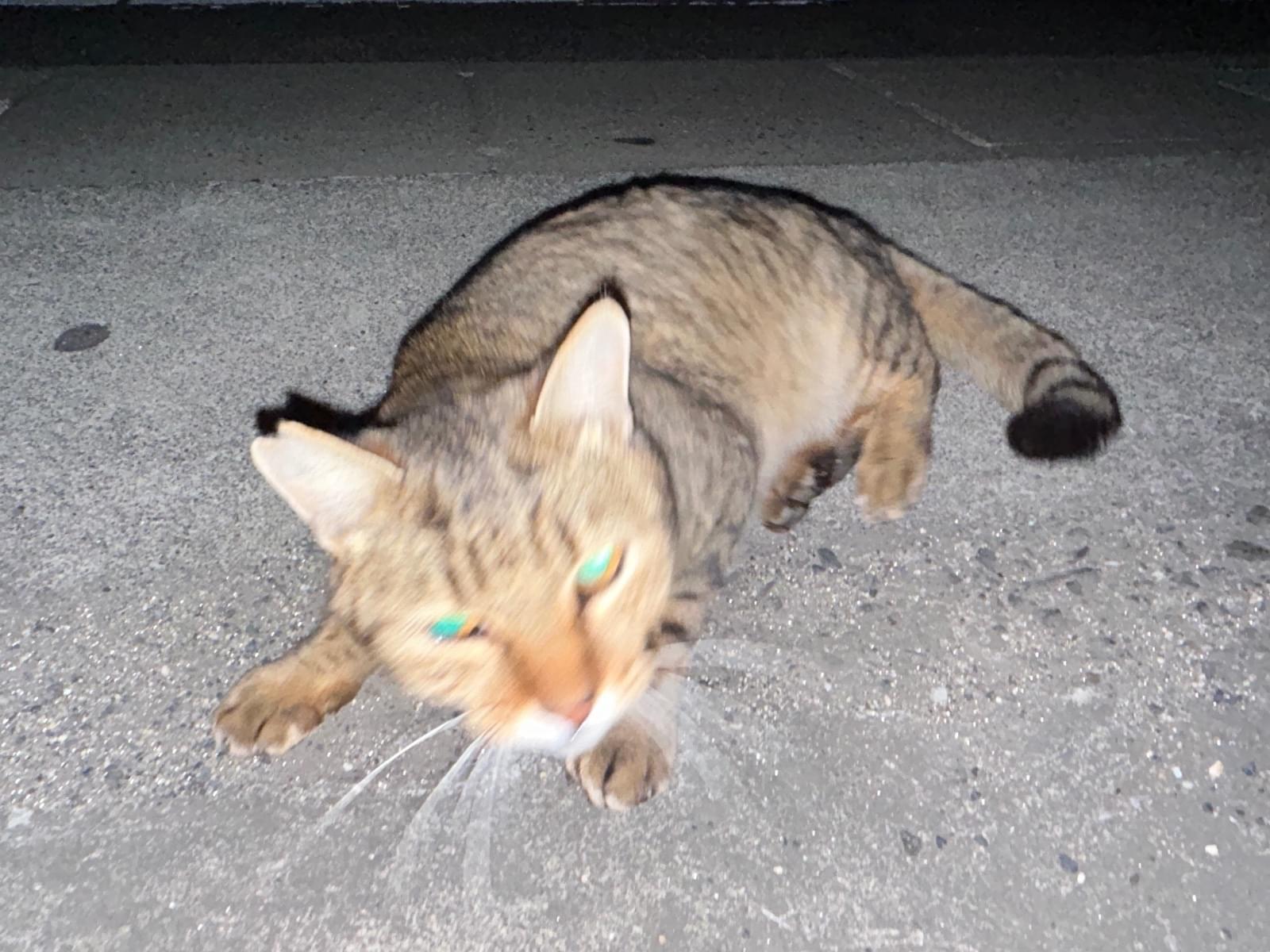 目撃された猫 目撃された猫