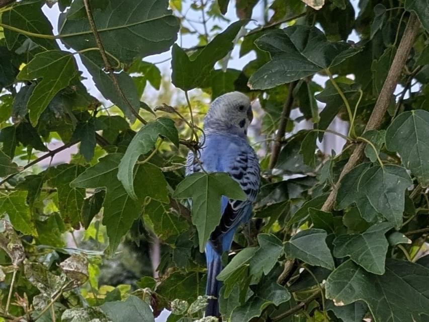目撃された鳥 目撃された鳥