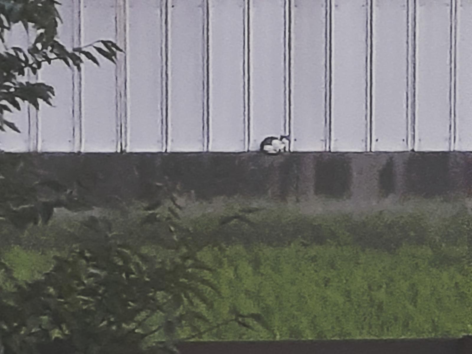 目撃された猫 目撃された猫