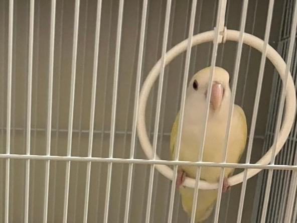 保護された鳥