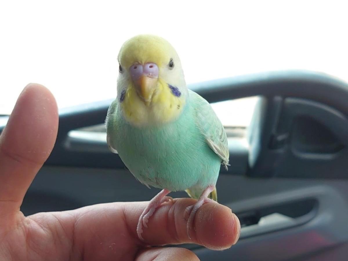 保護された鳥 保護された鳥