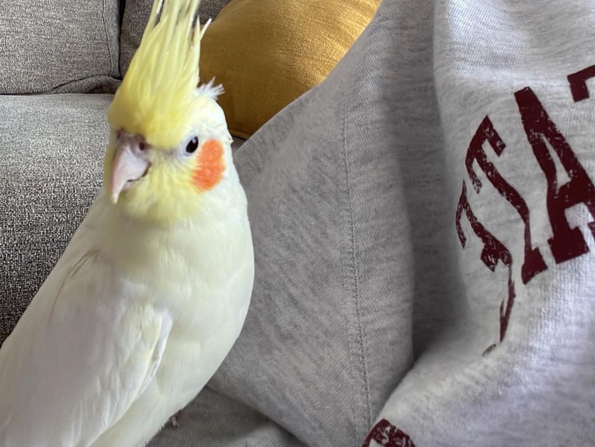 ニコちゃん ニコちゃん