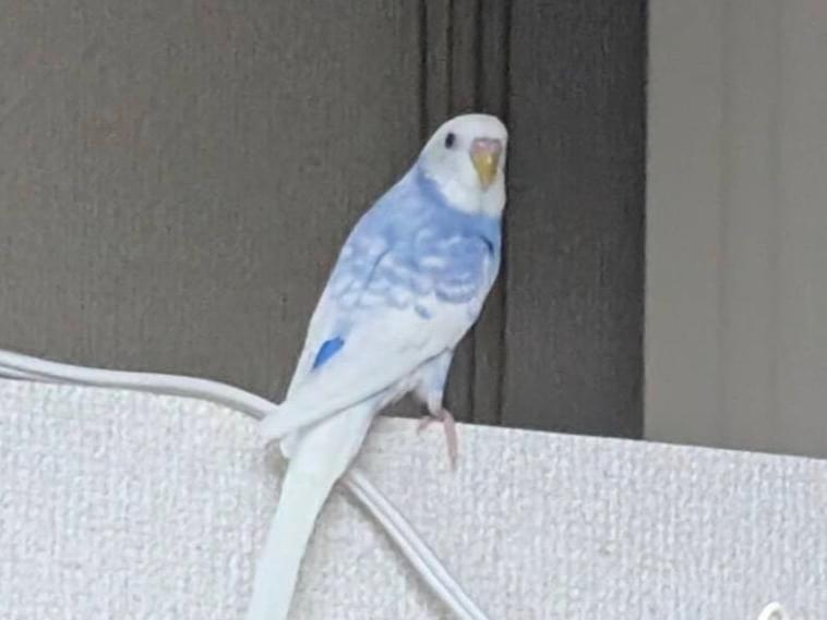 保護された鳥 保護された鳥