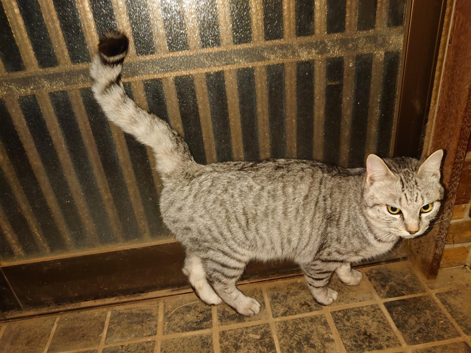 目撃された猫 目撃された猫