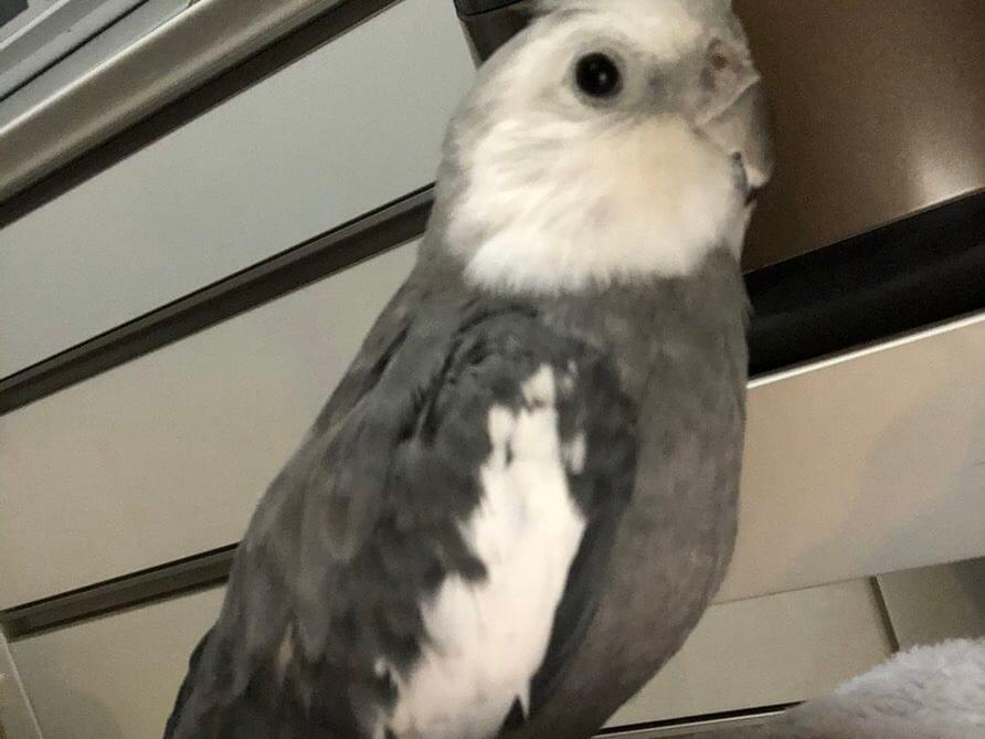 迷子になった鳥 迷子になった鳥
