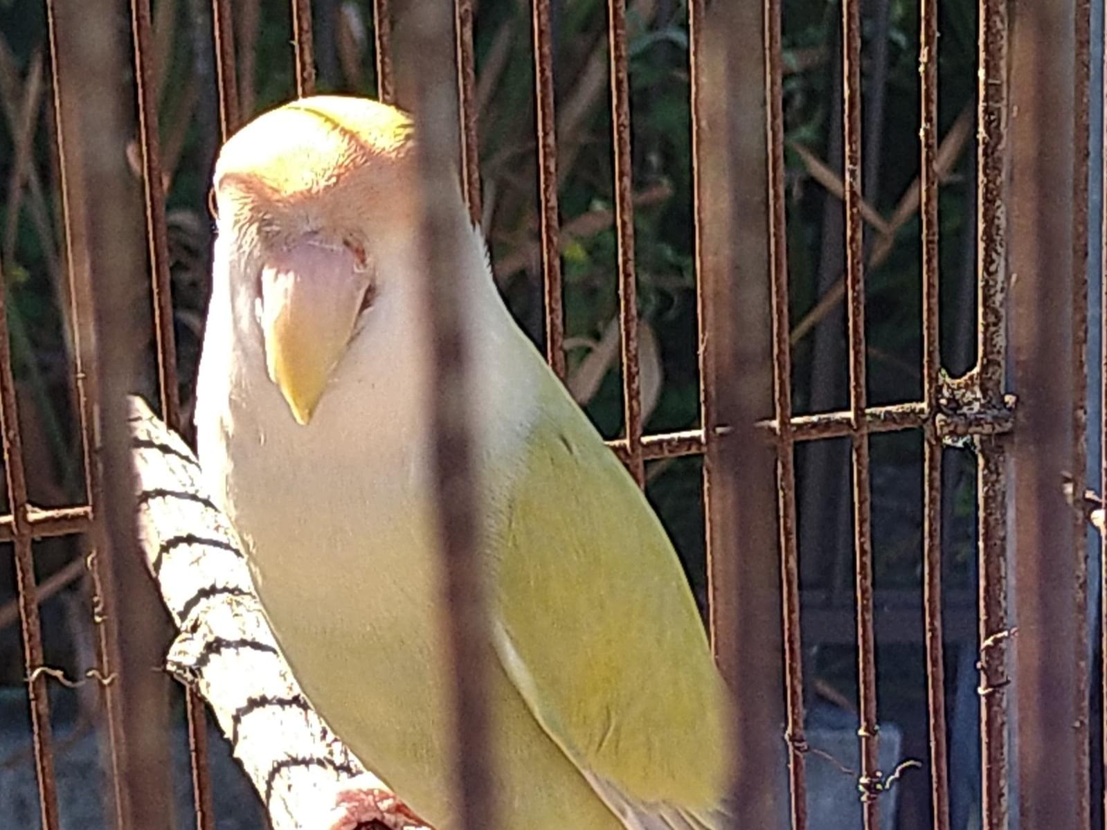 保護された鳥 保護された鳥