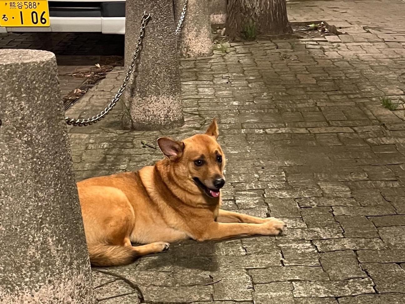 目撃された犬 目撃された犬