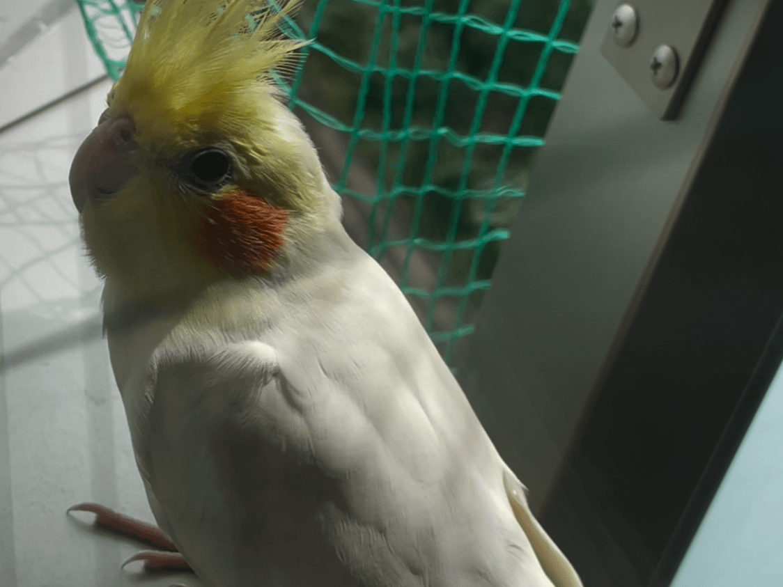 目撃された鳥 目撃された鳥