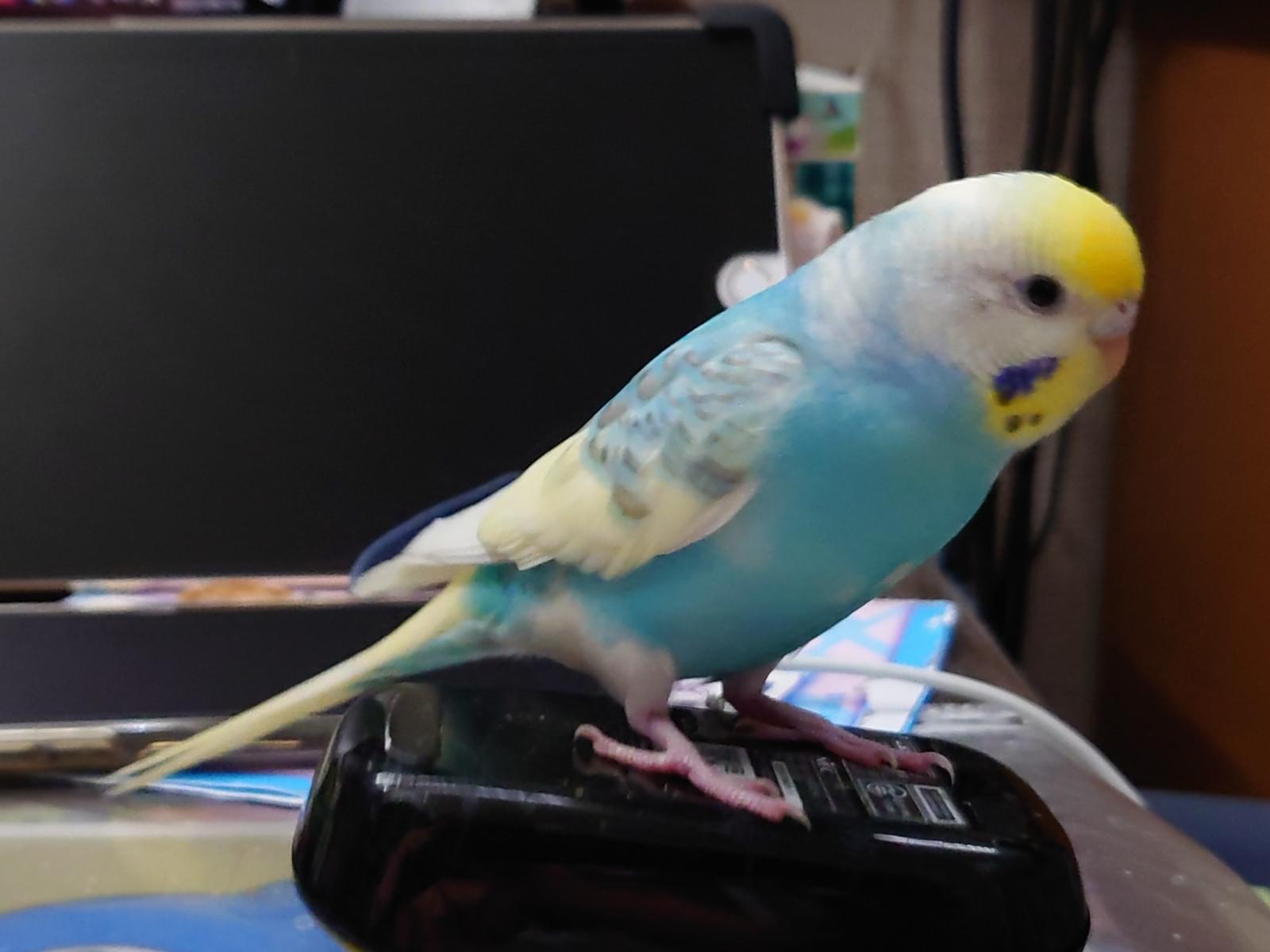 ピーポポちゃん ピーポポちゃん