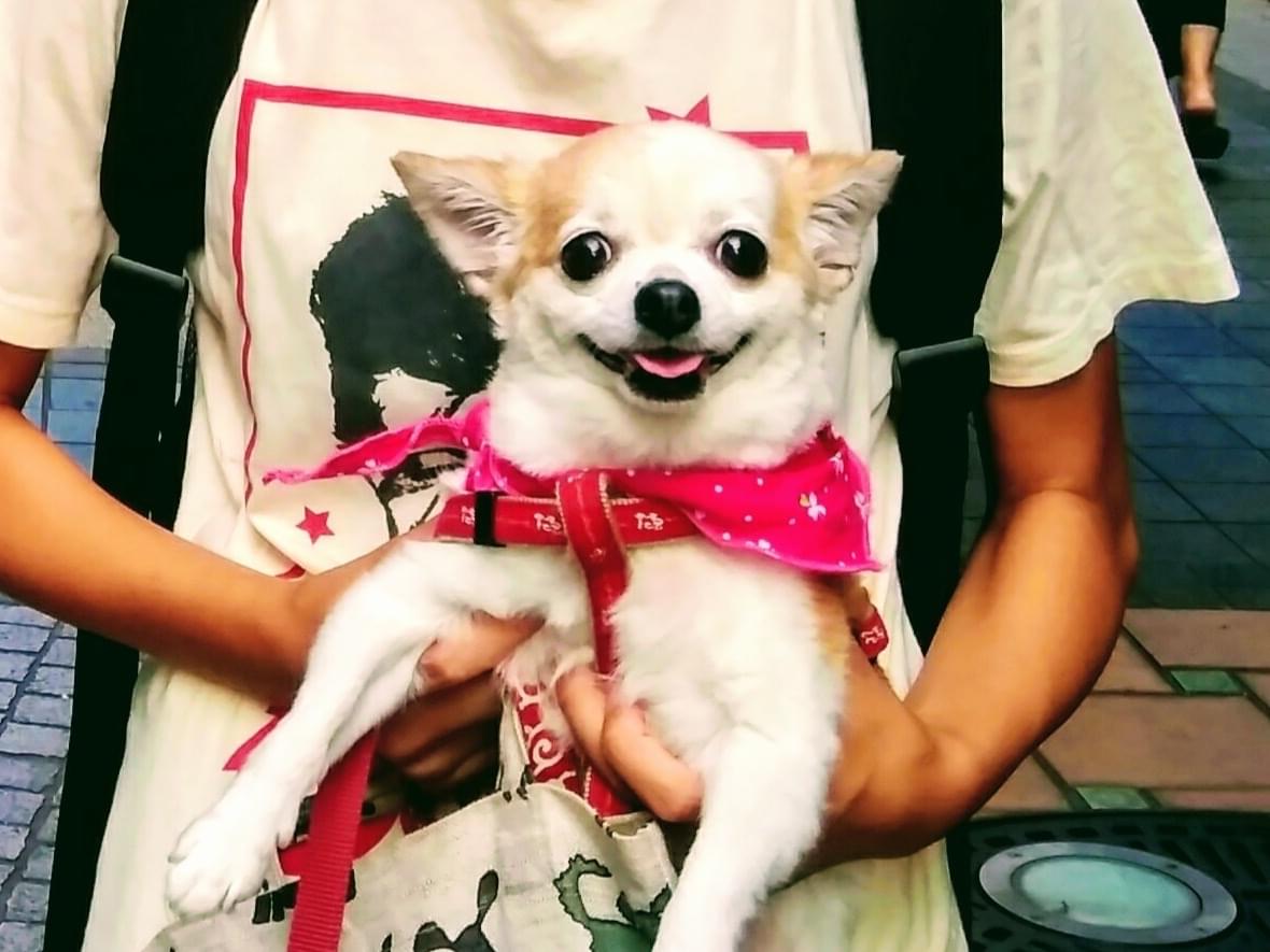 ちよこちゃん ちよこちゃん