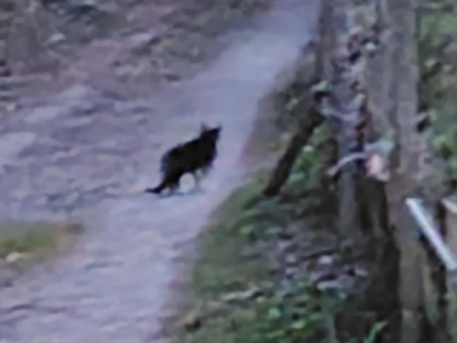 目撃された猫 目撃された猫