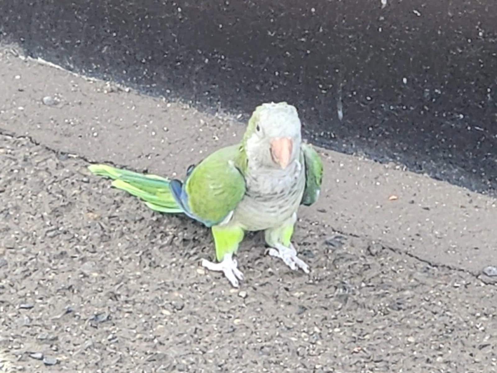 目撃された鳥