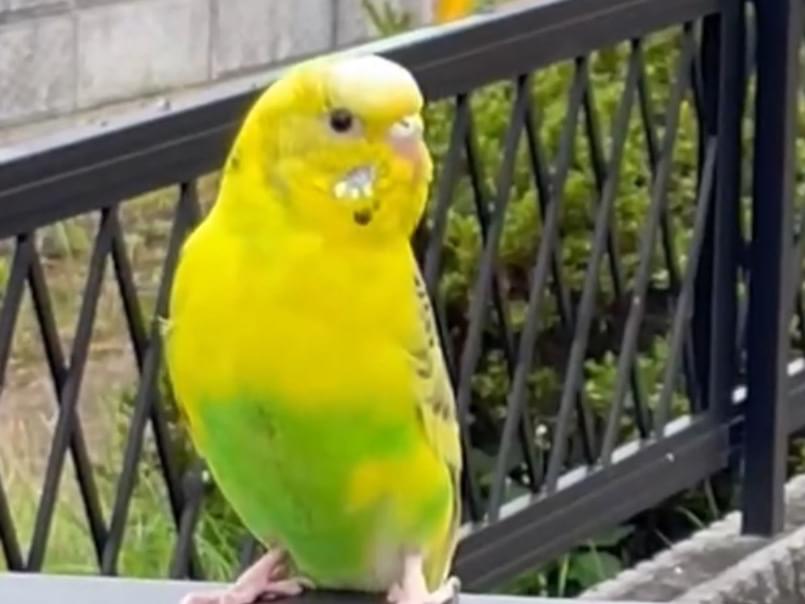 目撃された鳥 目撃された鳥