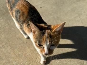 保護された猫 保護された猫