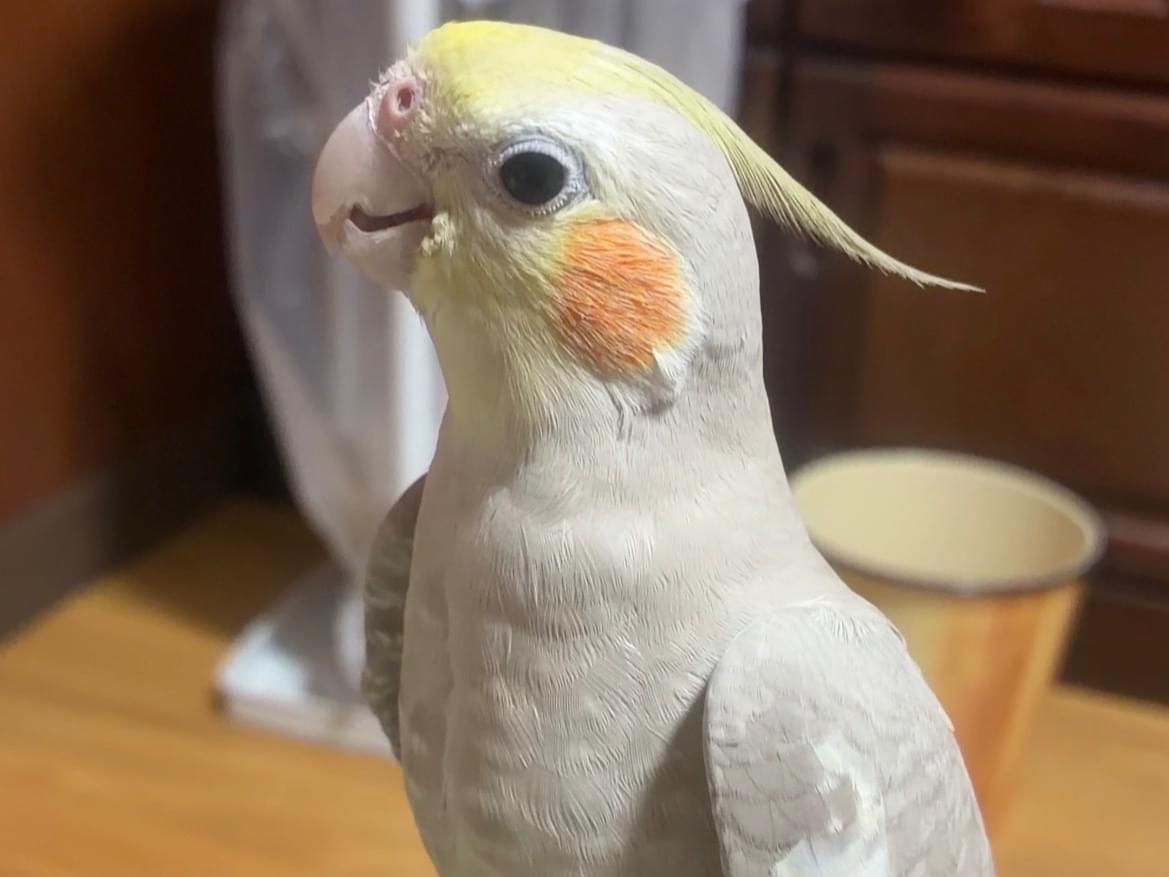 ピッピちゃん