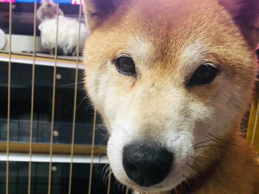 保護された犬 保護された犬