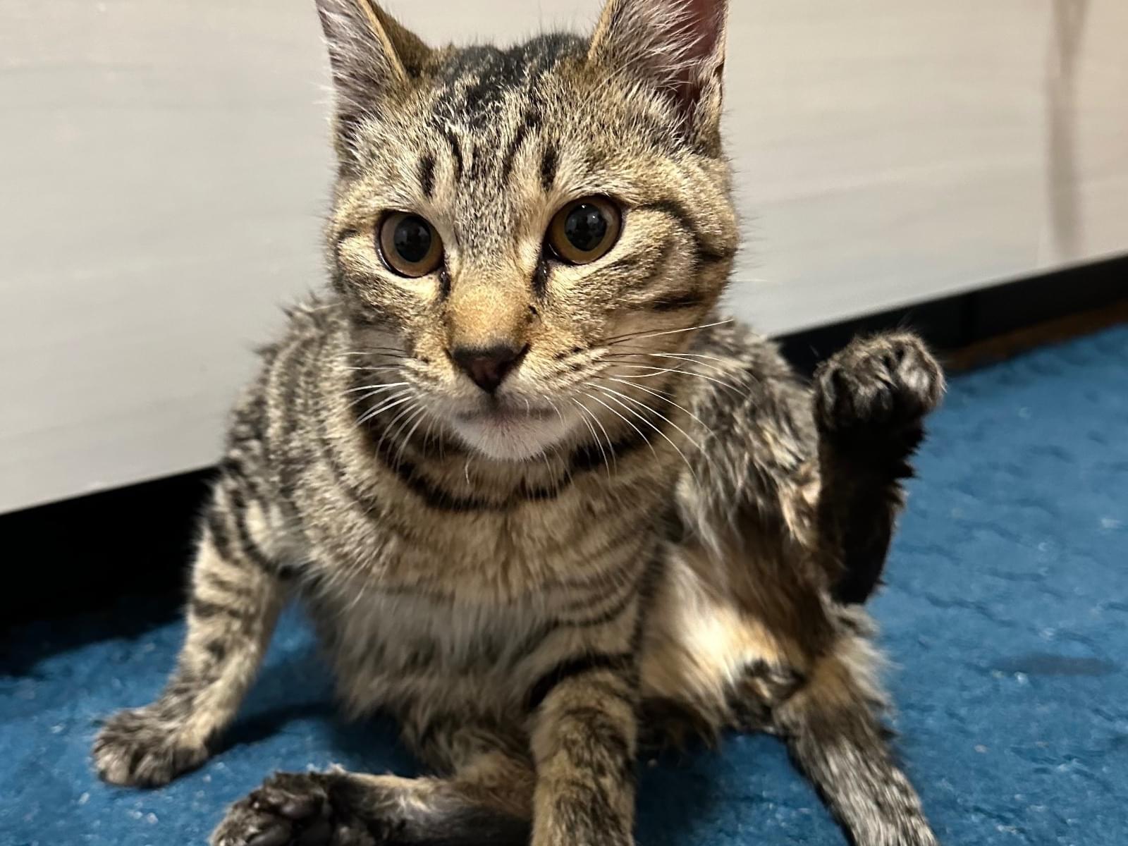 目撃された猫 目撃された猫