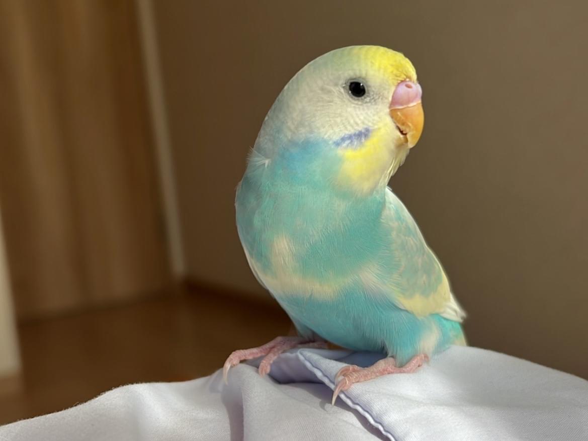 ココさんちゃん ココさんちゃん
