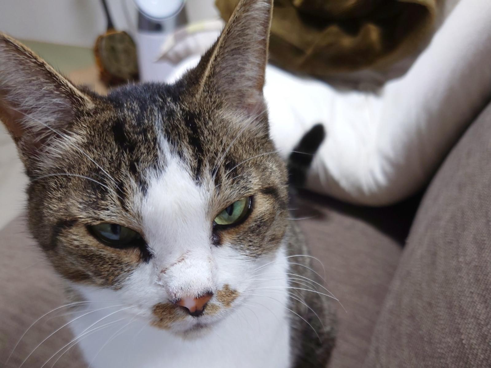 保護された猫 保護された猫