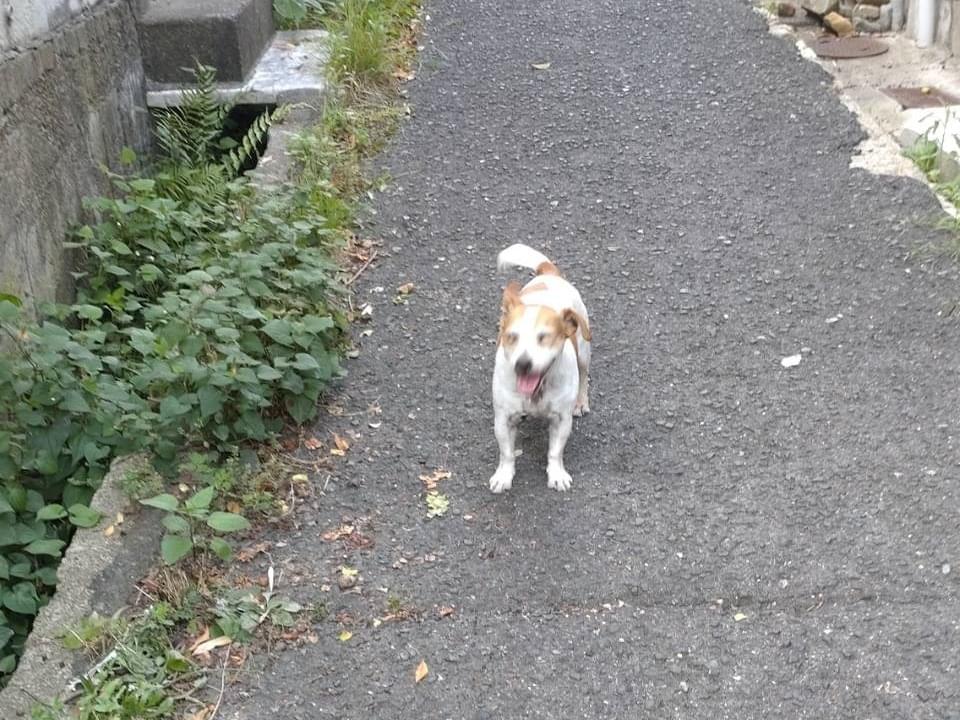 目撃された犬 目撃された犬