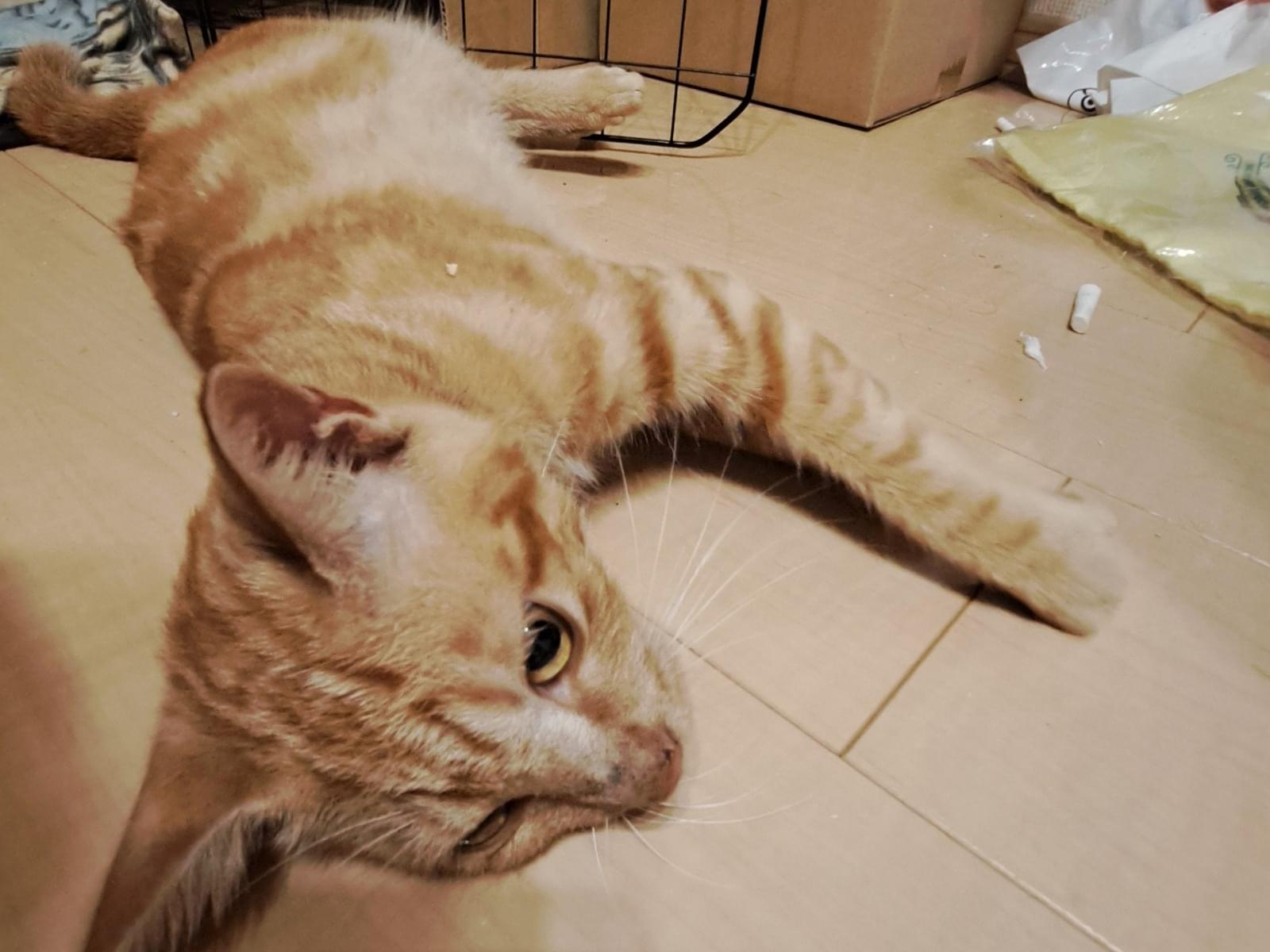 保護された猫 保護された猫