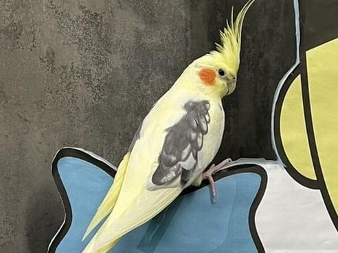 こまめちゃん こまめちゃん