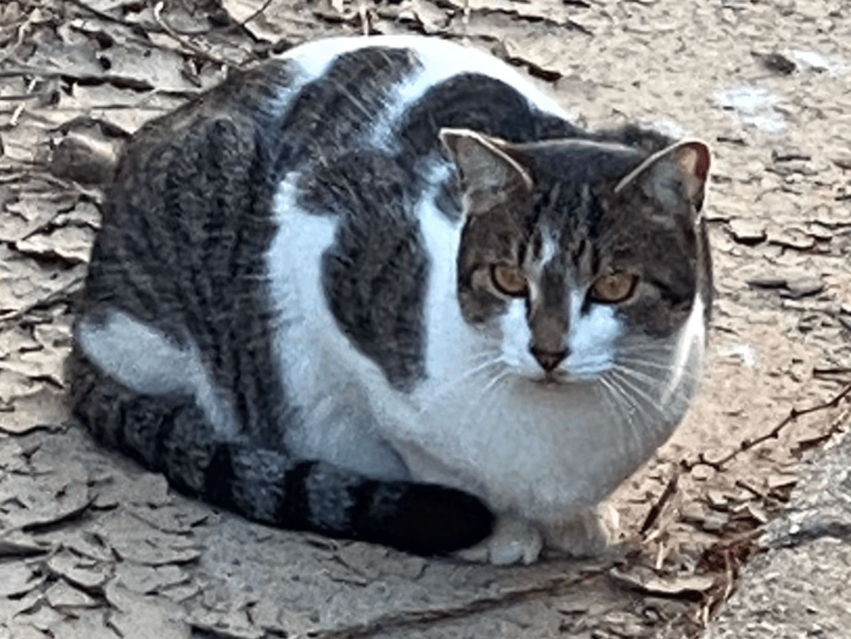 目撃された猫 目撃された猫