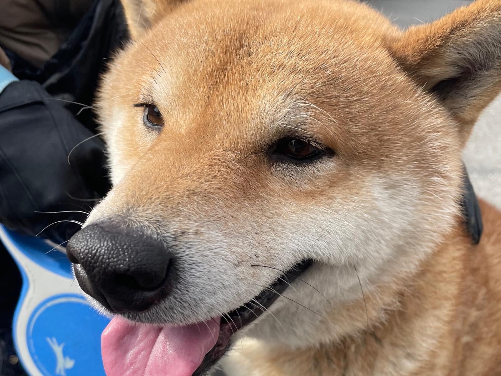 保護された犬 保護された犬