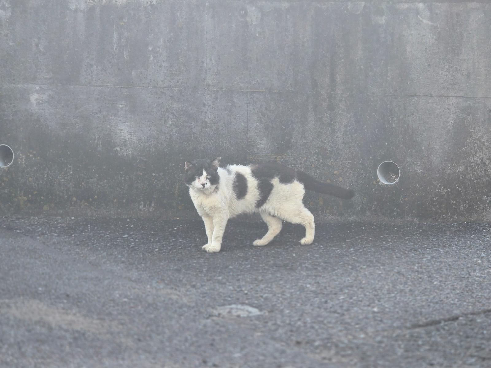 目撃された猫 目撃された猫